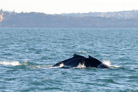 Sydney Eco Whale Watching Small Group Cruise - Accommodation NT 9