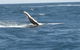 Sydney Eco Whale Watching Small Group Cruise - thumb 2