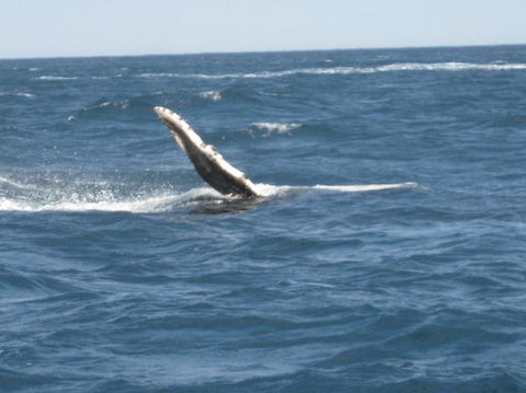 Sydney Eco Whale Watching Small Group Cruise - Accommodation NT 2
