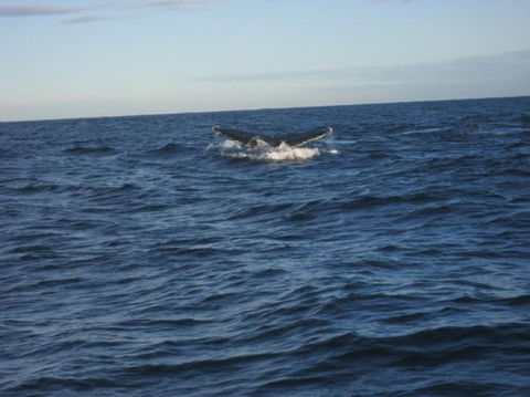 Sydney Eco Whale Watching Small Group Cruise - Accommodation NT 16