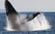 Sydney Eco Whale Watching Small Group Cruise - thumb 0