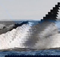 Sydney Eco Whale Watching Small Group Cruise - Accommodation NT