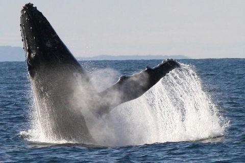 Sydney Eco Whale Watching Small Group Cruise - Accommodation NT 0