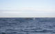 Sydney Eco Whale Watching Small Group Cruise - thumb 18