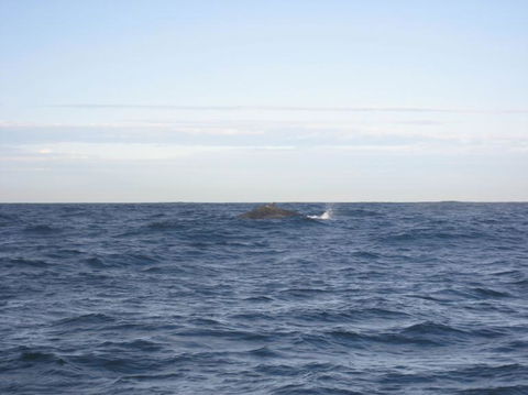 Sydney Eco Whale Watching Small Group Cruise - Accommodation NT 18