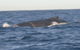 Sydney Eco Whale Watching Small Group Cruise - thumb 17