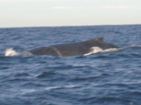Sydney Eco Whale Watching Small Group Cruise - Accommodation NT 17