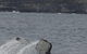 Sydney Eco Whale Watching Small Group Cruise - thumb 1