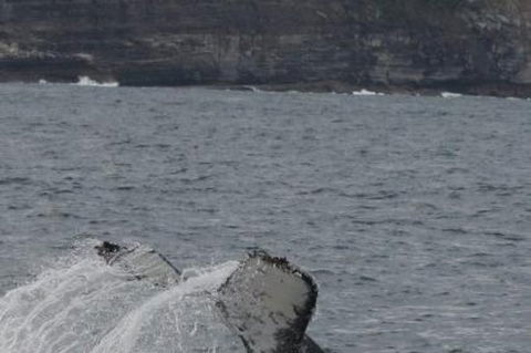 Sydney Eco Whale Watching Small Group Cruise - Accommodation NT 1