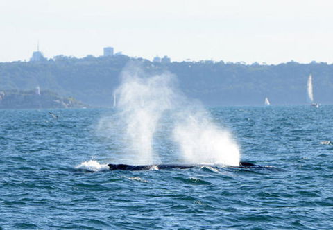 Sydney Eco Whale Watching Small Group Cruise - Accommodation NT 4