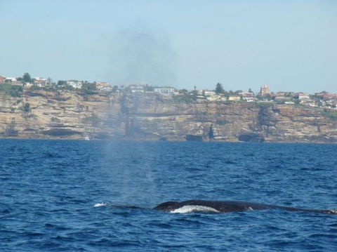Sydney Eco Whale Watching Small Group Cruise - Accommodation NT 13