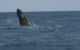 Sydney Eco Whale Watching Small Group Cruise - thumb 3