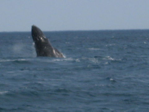 Sydney Eco Whale Watching Small Group Cruise - Accommodation NT 3