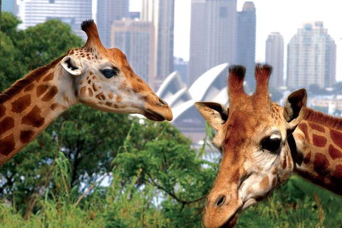 Sydney Harbour Ferry With Taronga Zoo Entry Ticket And Whale Watching Cruise - Accommodation NT 1