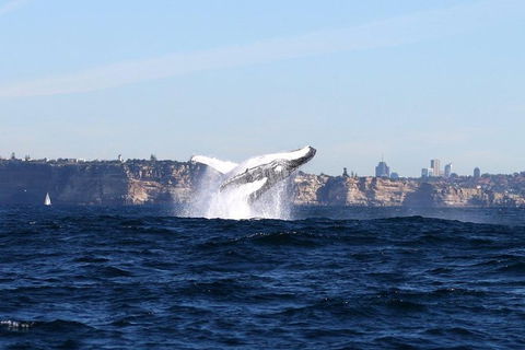 Sydney Harbour Ferry With Taronga Zoo Entry Ticket And Whale Watching Cruise - Accommodation NT 0