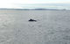 Sydney Whale-Watching Cruise - thumb 3