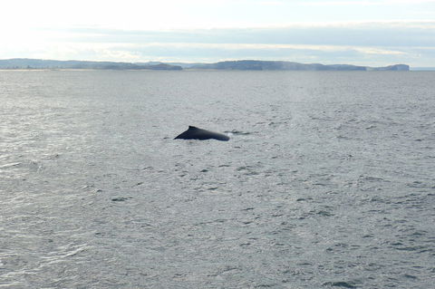Sydney Whale-Watching Cruise - Accommodation NT 3