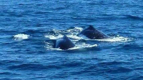 Sydney Whale-Watching Cruise - Accommodation NT 2