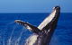 Sydney Whale-Watching Cruise - thumb 0