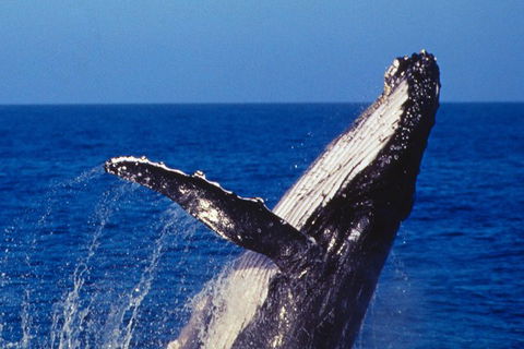 Sydney Whale-Watching Cruise - Accommodation NT 0