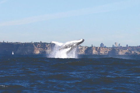 Sydney Whale-Watching Cruise - Accommodation NT 9