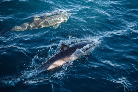 Sydney Whale-Watching Cruise - Accommodation NT 11