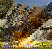 Sunset Blue Mountains Wilderness  Wildlife Tour Without the Crowds - Accommodation NT