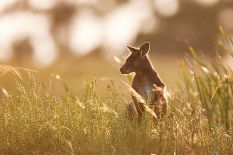 Sunset Blue Mountains Wilderness & Wildlife Tour (Without The Crowds) - Accommodation NT 12