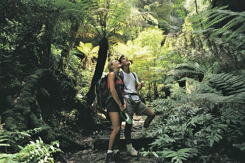 Sunset Blue Mountains Wilderness & Wildlife Tour (Without The Crowds) - Accommodation NT 6