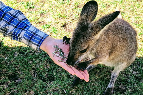Wildlife Waterfalls And Wine Day Tour From Sydney - Accommodation NT 1