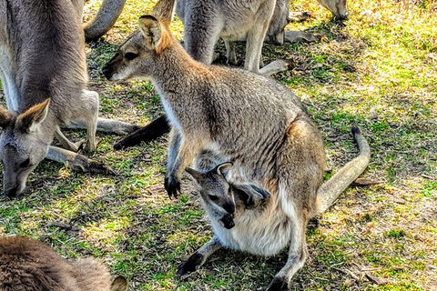 Wildlife Waterfalls And Wine Day Tour From Sydney - Accommodation NT 10