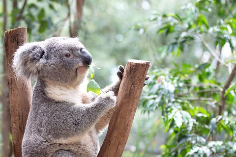 Blue Mountains Luxury Small Group Touring Experience - With Rides - Accommodation NT 0