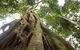 Byron Bay Combo: Hinterland Tour Including Minyon Falls And Kayaking With Dolphins - thumb 13