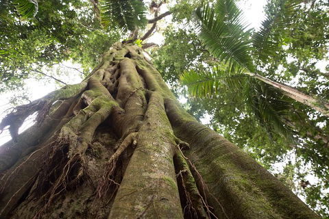 Byron Bay Combo: Hinterland Tour Including Minyon Falls And Kayaking With Dolphins - Accommodation NT 13