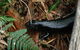 Byron Bay Combo: Hinterland Tour Including Minyon Falls And Kayaking With Dolphins - thumb 3