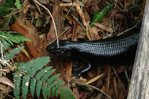 Byron Bay Combo: Hinterland Tour Including Minyon Falls And Kayaking With Dolphins - Accommodation NT 3