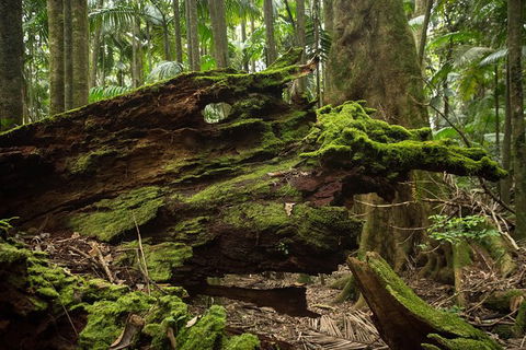 Byron Bay Combo: Hinterland Tour Including Minyon Falls And Kayaking With Dolphins - Accommodation NT 8