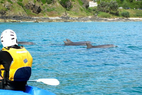 Byron Bay Combo: Hinterland Tour Including Minyon Falls And Kayaking With Dolphins - Accommodation NT 12