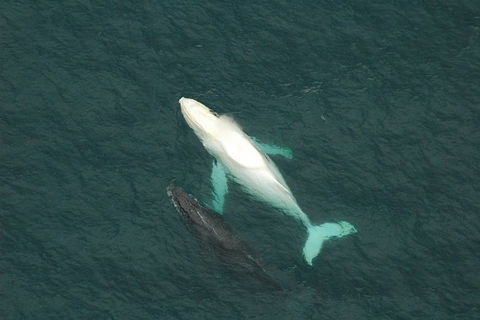 Coffs Harbour Whale Watch Experience - Accommodation NT 1