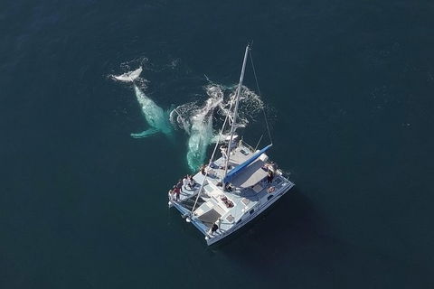 Coffs Harbour Whale Watch Experience - Accommodation NT 0
