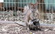 Blue Mountains Private Tour With Kangaroos & Koala Encounter - thumb 3