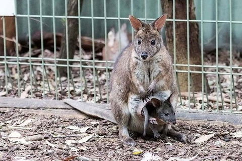 Blue Mountains Private Tour With Kangaroos & Koala Encounter - Accommodation NT 3