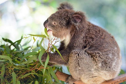 Blue Mountains Private Tour With Kangaroos & Koala Encounter - Accommodation NT 7
