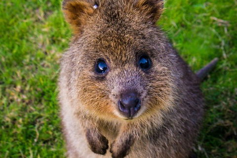 Blue Mountains Private Tour With Kangaroos & Koala Encounter - Accommodation NT 13