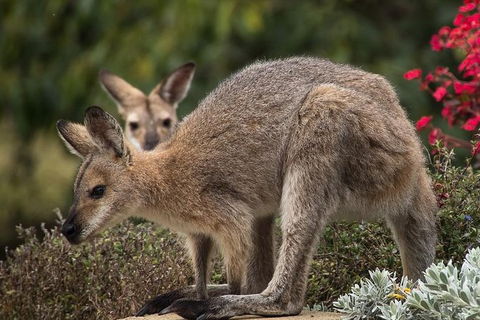 Newcastle And Central Coast Private Shore Excursion | Departs Newcastle Port - Accommodation NT 1