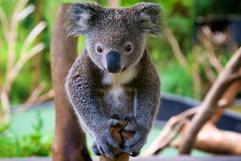 Newcastle And Central Coast Private Shore Excursion | Departs Newcastle Port - Accommodation NT 10
