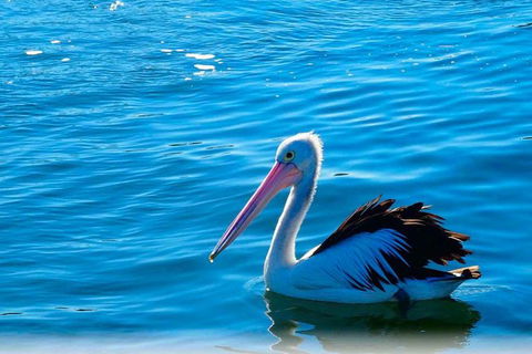 Newcastle And Central Coast Private Shore Excursion | Departs Newcastle Port - Accommodation NT 7