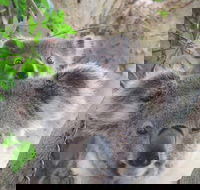 Byron Bay Wildlife Safari - Accommodation NT