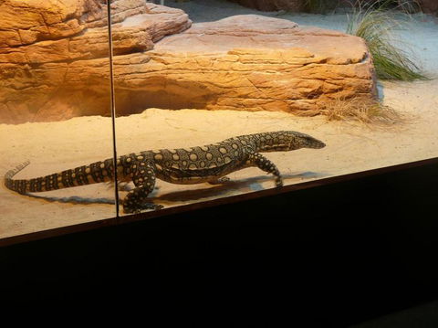 WILD LIFE Sydney Entrance Ticket - Accommodation NT 17