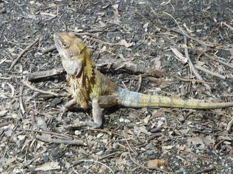WILD LIFE Sydney Entrance Ticket - Accommodation NT 9